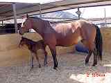 Stony Mountain Ranch: Sundance and foal born April 1, 2009